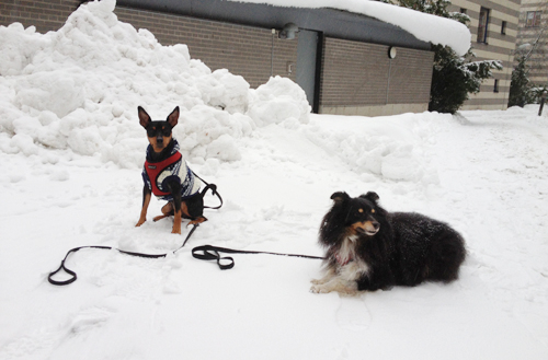 Ta hand om din hund när det är vinter och kallt
